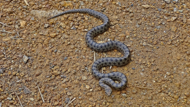 animal wildlife, animal, directly above, gray, ground, communication, outdoors, forester, reptile, animal themes, water, snake, metal, vertebrate, 5K