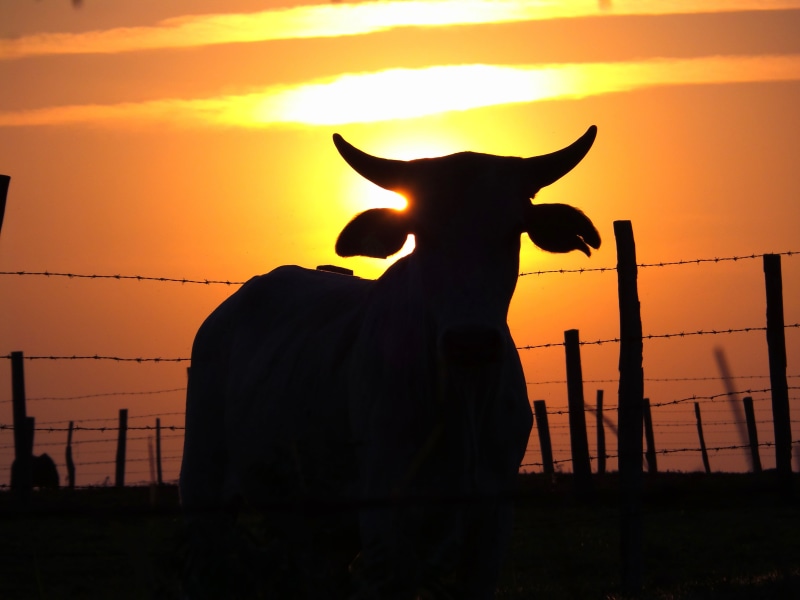 vertebrate, farm, 4K, cattle, no people, pets, animal themes, mammal, livestock, sunset, fence, orange color, agriculture, boundary, barrier, veal, beauty in nature
