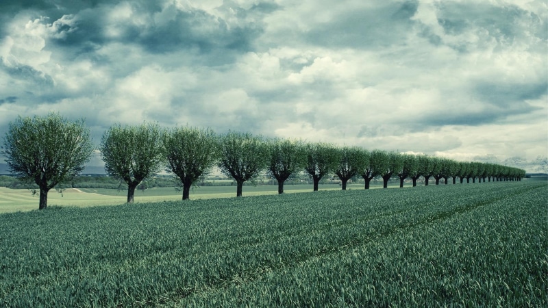 trees, green, rural, clouds, lscape, hue, 1080P, fields, nature and landscapes