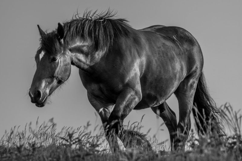 pasture, meadow, horse, nature, 5K, lens, farm, Power..  animal, outdoors, rural Scene, black And White, nikon d5500, photography, nikon  nikkor, grayscale