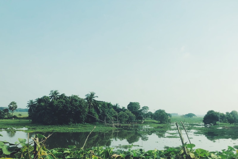 waterfront, bangladesh, lake, water, tree, nature, scenics - nature, rural, jungle, swamp, growth, tranquility, no people, beauty in nature, outdoors, tranquil scene
