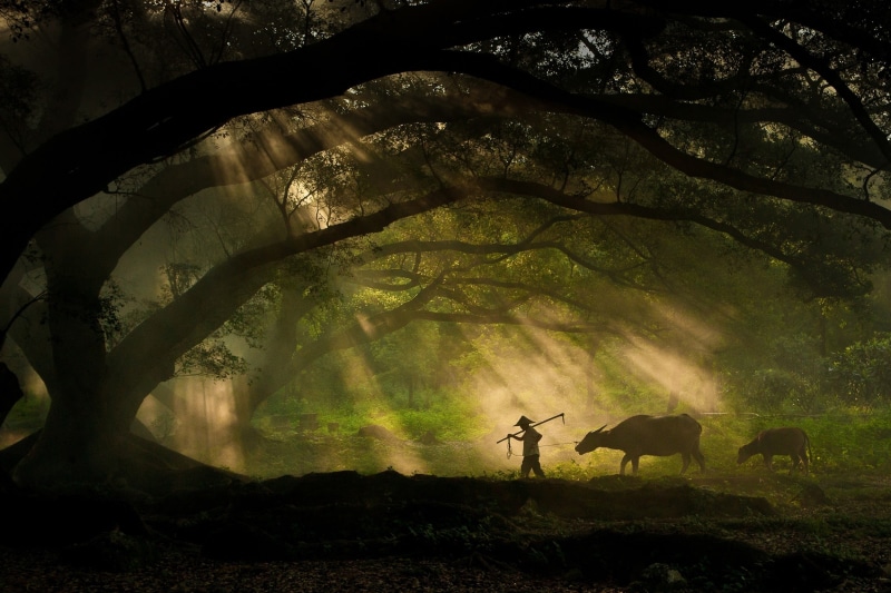 landscape, rural Scene, leaves, people, animal themes, workers, mist, sunlight, person, herbivorous, near, pets, 1080P, man, autumn, adventure, mystery