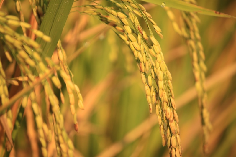 outdoors, crop, day, cereal plant, rice - cereal plant, focus on foreground, rice, no people, plant, old rice, view, farm, wheat, yellow, natural, plantation