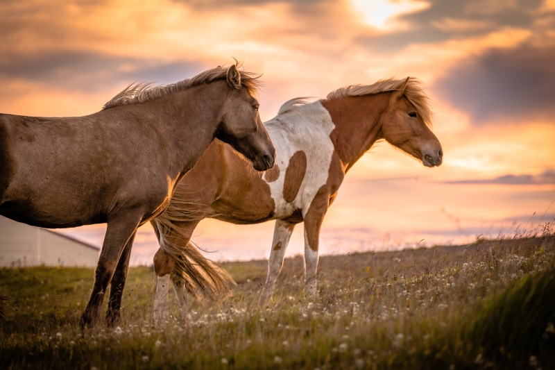 horse, summer, sky, grass, horses, meadow, evening, brown, sky  Island, 5K, travel, Icelandic, pasture, field, sunny, nature, orange sky, outdoors, stallion