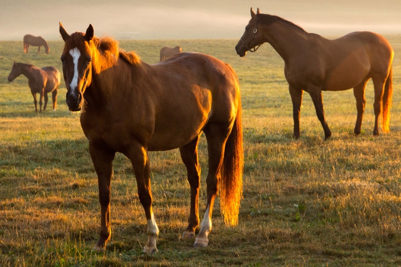 farm, pasture, outdoors, nature, mare, horse, horses, horses  horses, mammal, rural Scene, grass, five, animal, morning light, 4K, brown, meadow