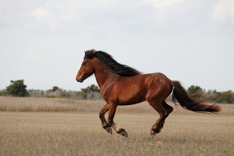 brown, wild, rural Scene, horse, farm, animal, mane, mammal, mare, outdoors, pasture, Wild Horses, daytime, Shackleford Banks, grass, stallion, 4K, horses