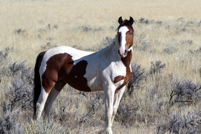 field, wild horses, grass, group of animals, meadow, two animals, american wild horses, standing, mustangs, no people, plant, horse, brown, animal, vertebrate