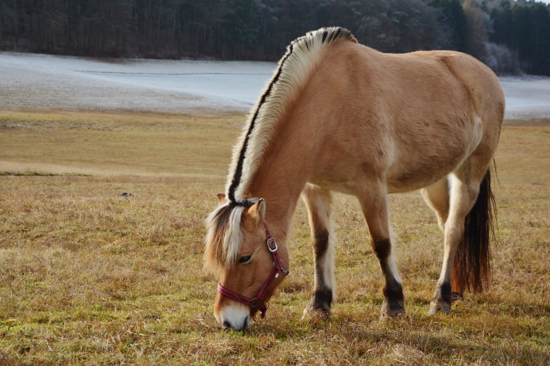 nature, landscape, domestic animals, stallion, 5K, animals And Pets, two animals, farm Animals, pony, field, brown, plant, animal, herbivorous, mane, rural Scene
