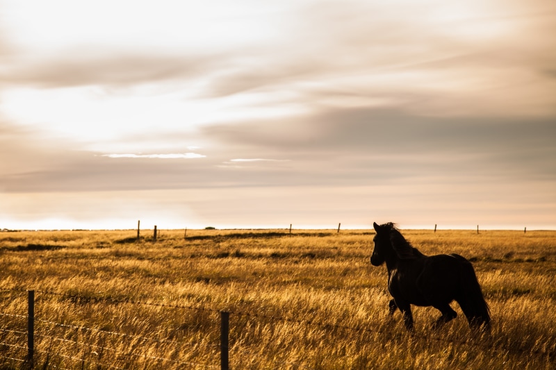 ig, agriculture, dressage, ranch, meadow, equine, grazing, photo, farm, horseriding, grass, horse, field, sunset, icelandair, landscape, livestock, nature