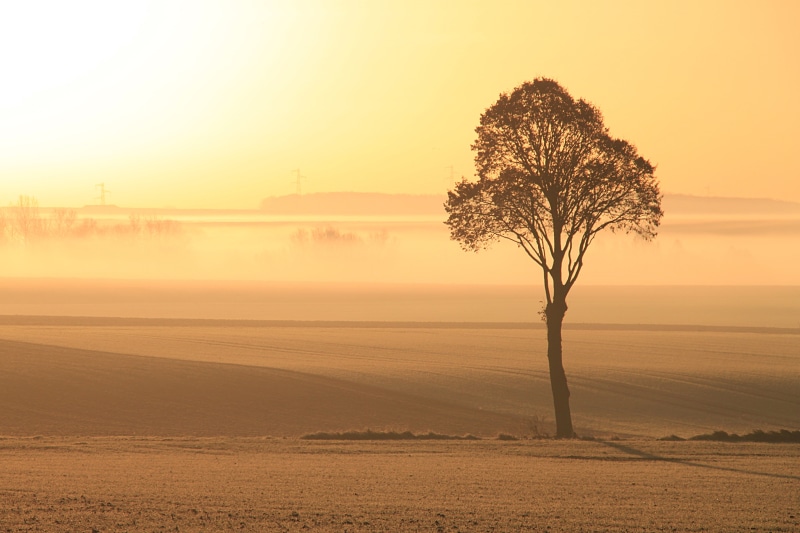 premium, HALL_of_FAME, nature, lumière, silver, sunset, tree, silhouette, Canon EOS 500D, gear, WoW_HALL, bronze, sunrise, outdoors, light, WoW_2, gold
