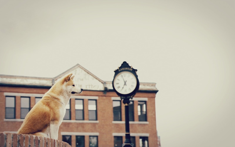animal, architecture, wall, sky, brick, building exterior, day, animals in the wild, daytime, animal themes, mammal, pets, domestic, one animal, domestic animals
