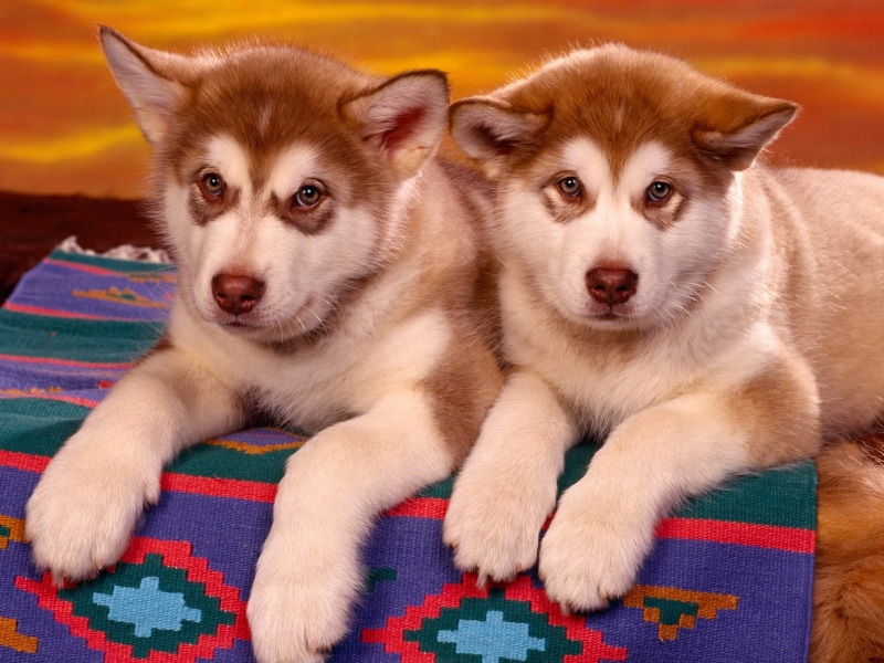 husky, 720P, animals, puppies, siberian, puppy