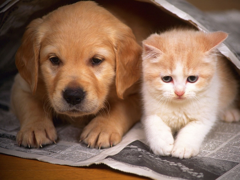 dog, puppy, kitten, 1080P, hd, animals, cat