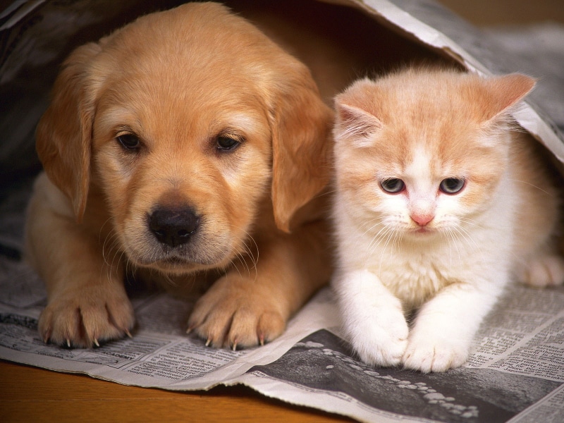 kitten, hd, puppy, dog, 720P, cat, animals