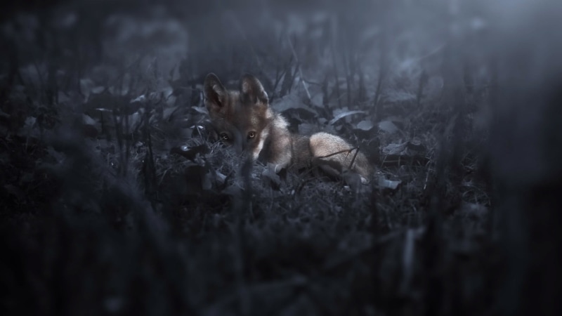 animal themes, animals, dark, mammal, selective focus, feline, mouse, emotion, rodent, brown, animals hunting, no people, vertebrate, puppy, pets, coated