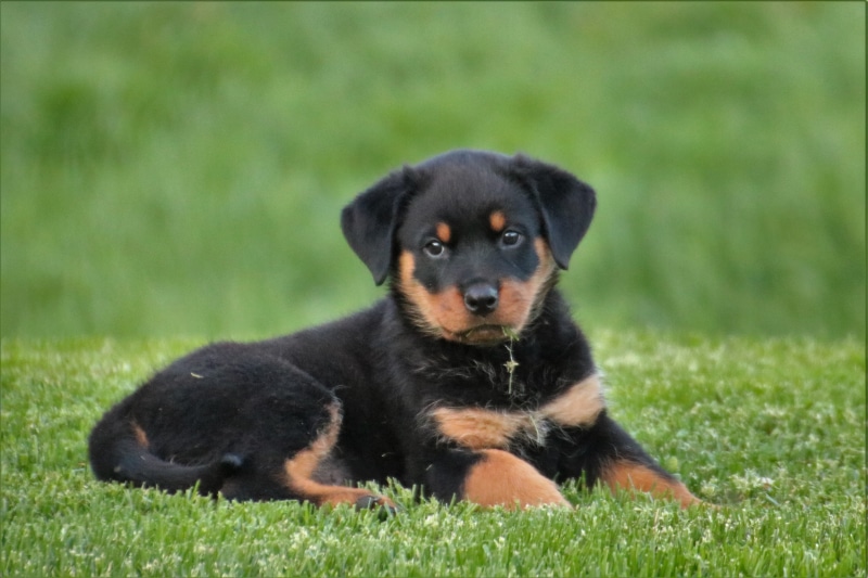 fur, playful, animal head, obedience, black Color, day, sitting, 4K, pets, purebred Dog, young Animal, cute, outdoors, friendship, no People, dogs, domestic Animals