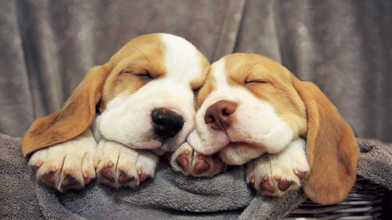 4K, beagle, sleep, puppy, cute, dog breed, dog, puppies