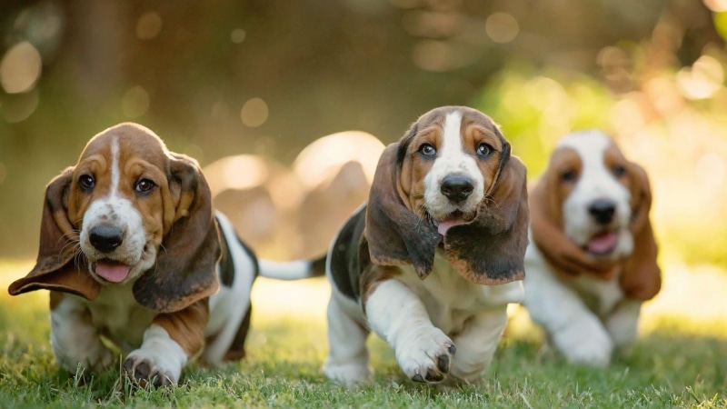 day, canine, two animals, domestic animals, beagle, 1080P, animal themes, looking at camera, pets, dog, focus on foreground, animal, puppies, group of animals
