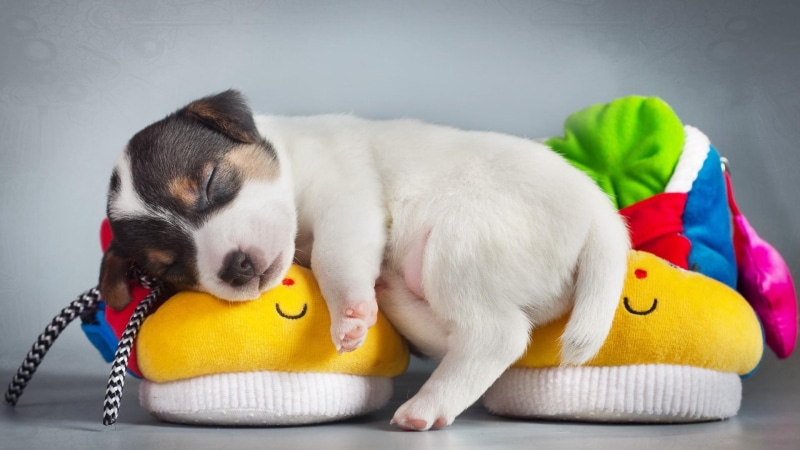 1080P, puppy, dog, cute, jack russell, sleep