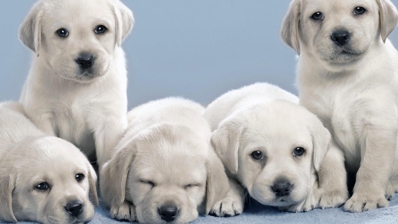 dogs, 1080P, doggy, puppies, doggie