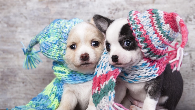 animals, puppies, 4K, cute, dog, puppy