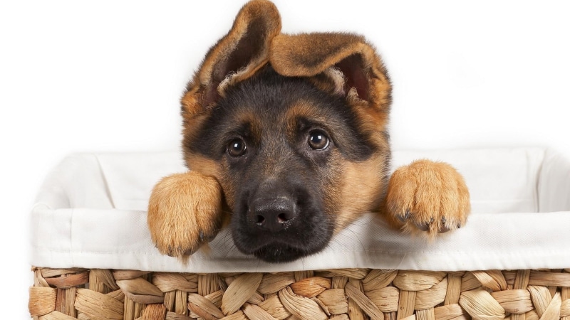 puppy, 1080P, german shepherd, dog, cute
