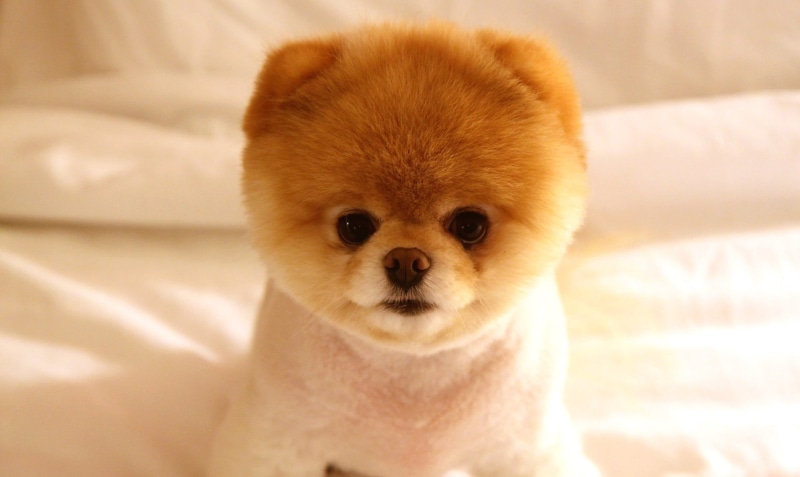 looking At Camera, animal themes, eyes, purebred Dog, pomeranian, studio Shot, softness, domestic Animals, canine, white, animals And Pets, close-up, fur