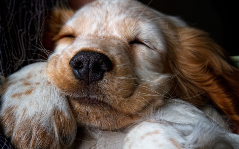 720P, spaniels, puppies, dog, sleeping, animals