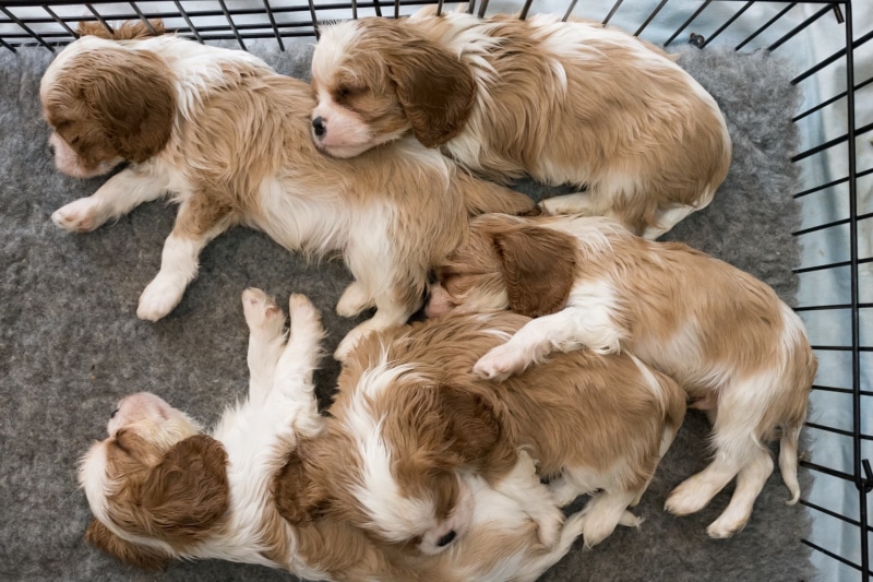 domestic, high angle view, relaxation, animal family, day, young animal, 1080P, togetherness, sleeping, puppy, puppies, dog, canine, animal themes, group of animals