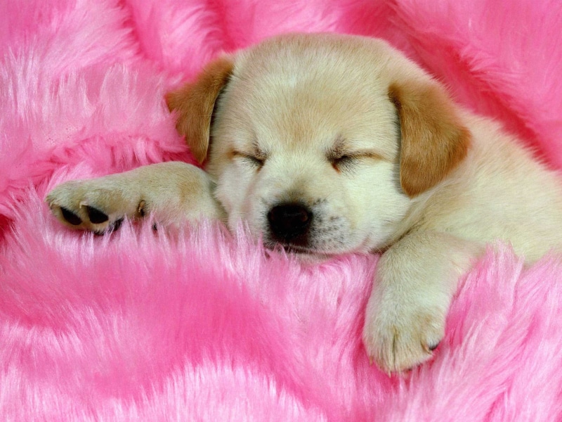 2K, cute, dog, dogs, puppy