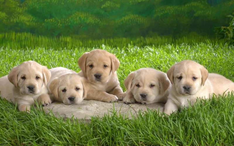grass, dogs, nature, green, puppies, 1080P, animals, puppy, cute, adorable