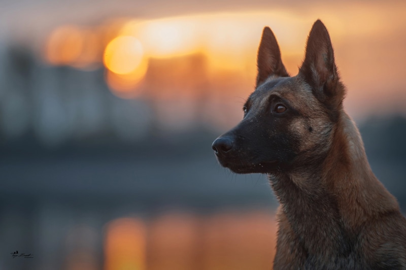 look, dog, 1080P, Belgian Malinois, bokeh, light