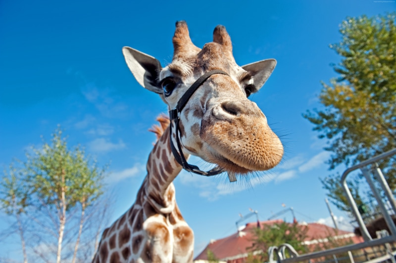 Berlin, sky, one animal, animal themes, Berolina Circus, day, animal wildlife, nature, tree, blue sky, low angle view, animal, focus on foreground, no people