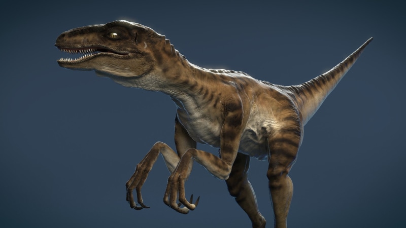Animal, Velociraptor, Dinosaur, 1080P