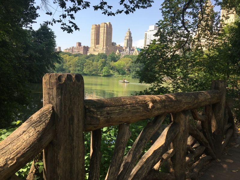 mountain, Central Park, city, office building exterior, sunlight, architecture, sky, water, New York City, brown, growth, nature, tree, wooden post, plant