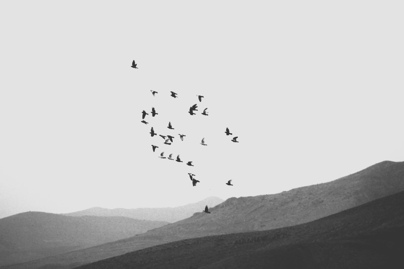 monochrome, 5K, scenics - nature, sky, birds, group of animals, shiraz, minimal, beauty in nature, iran, outdoors, mountain, large group of animals, bird