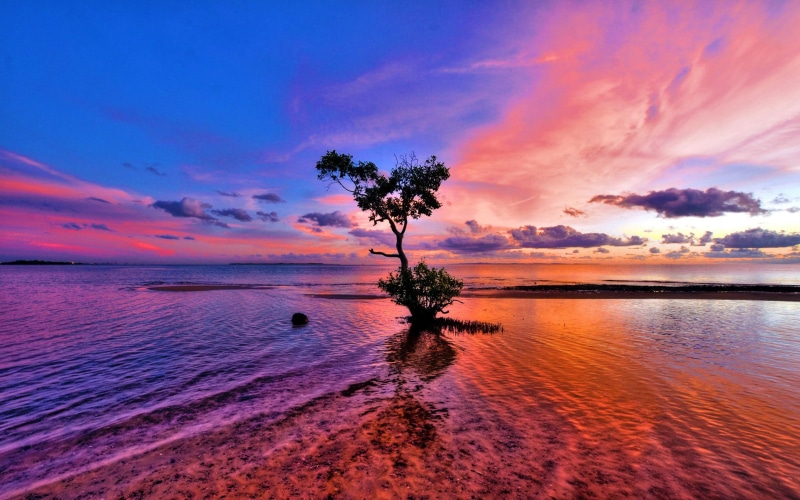 clouds, beautiful, horizon, 4K, hd, blue, red, ocean, sea, sunset, reflection, tree