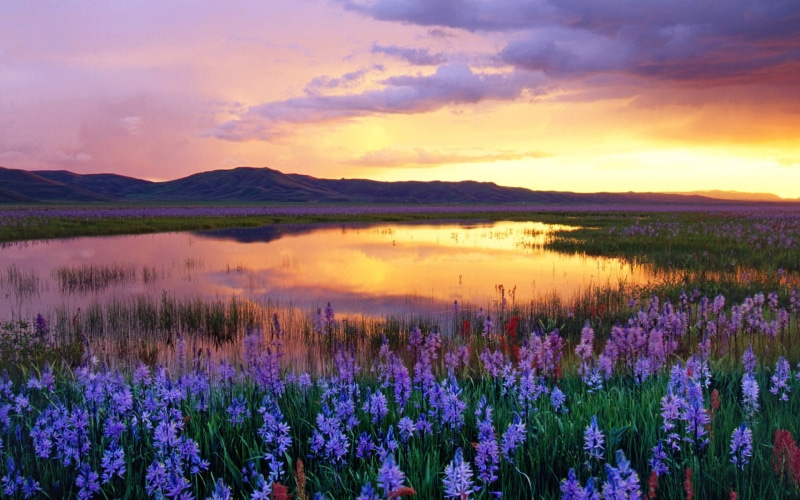 camas, lake, idaho, united, ultra, 4K, hd, geographical, areas, states, sunset, flowers, western, prairie, k