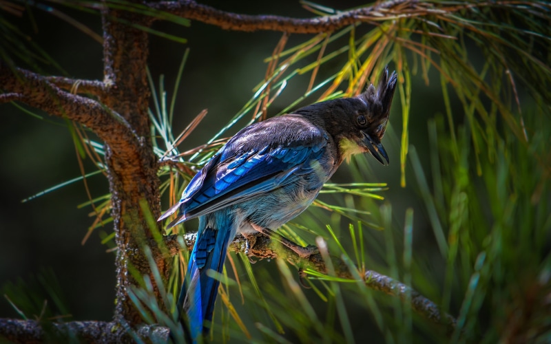 beauty in nature, outdoors, no people, day, animal, animals in the wild, focus on foreground, vertebrate, scientific, corvidae, cristata, tree, selective focus