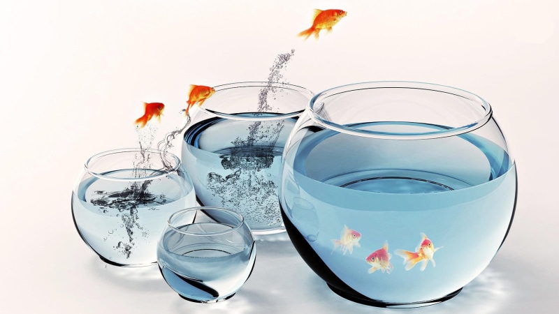 1080P, aquariums, others, fishes