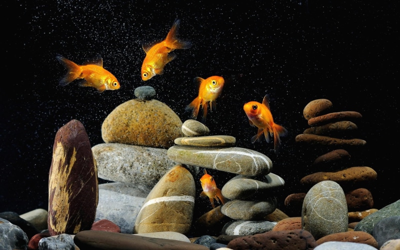 fishes, goldfish, 2K, phone, animals, aquarium