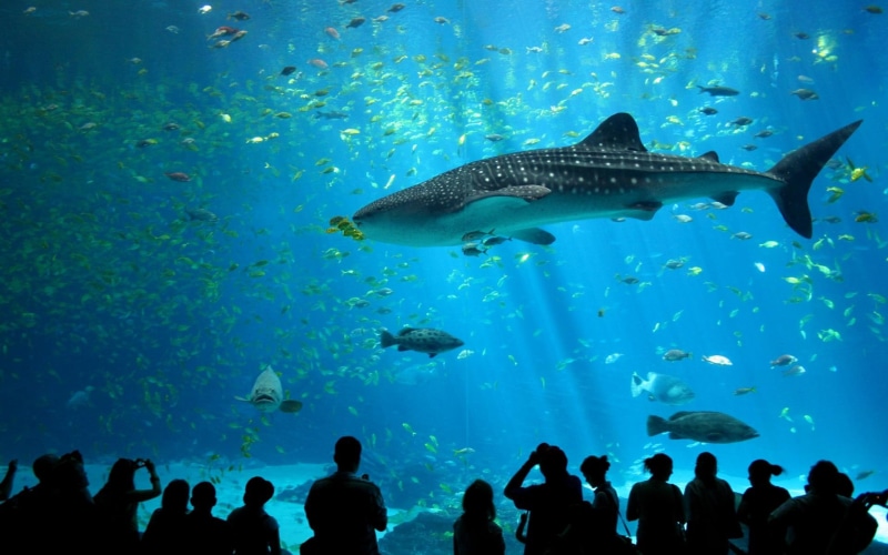 aquarium, cold, whale, fishes, fish, dreamy, male, shark, depths, blue, 1080P, picture, animal, georgia, nice, black