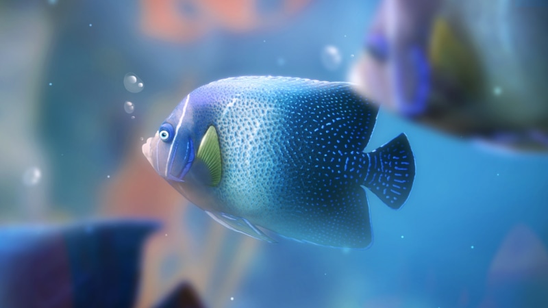 Fish, Aquarium, 2K, Blue