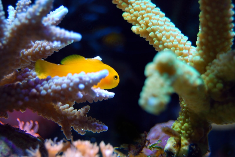 water, animal, tropical, animal themes, photography, yellow, coral, profile view, saltwater fish, nature, animal wildlife, marine, vertebrate, saltwater