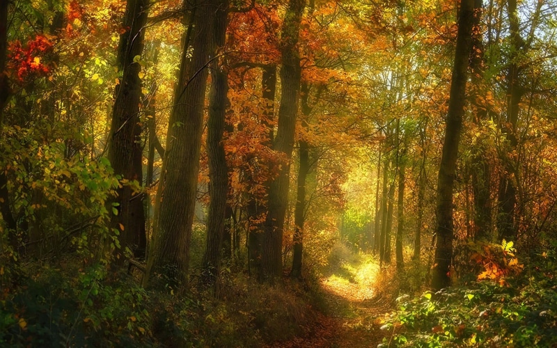 sunlight, no people, outdoors, 720P, orange color, non-urban scene, autumn, shrubs, beauty in nature, leaves, trunk, rug, floral, growth, fall, tranquility