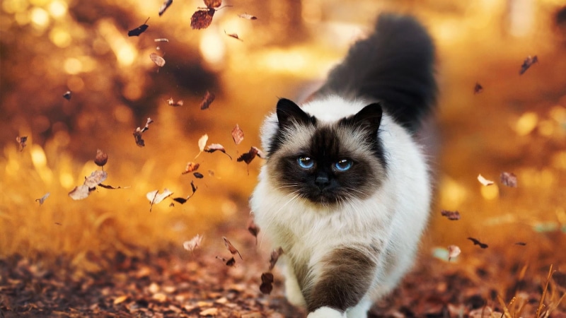 looking at camera, no people, pets, kitten, autumn, 1080P, whisker, portrait, domestic, one animal, nature, cat, domestic cat, day, birman, focus on foreground