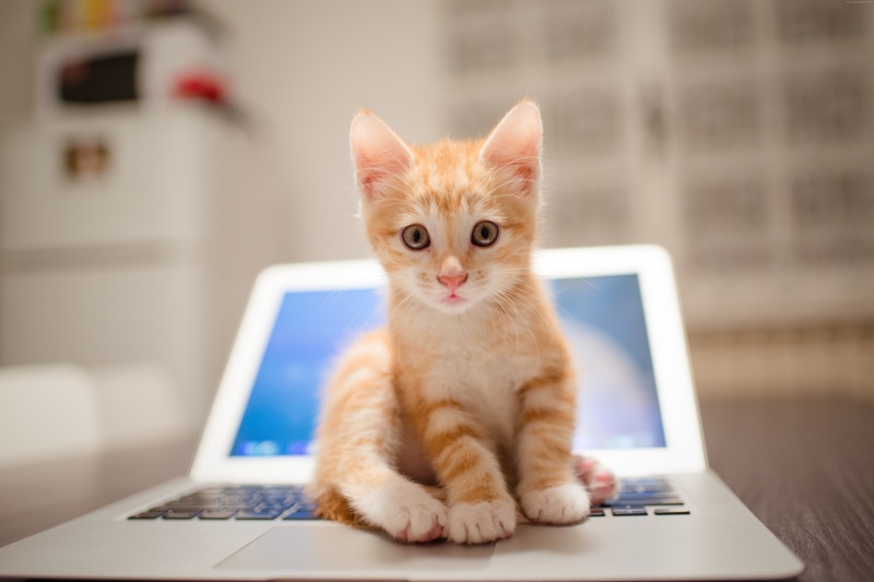 8k, 5K, kitten, cat, cute