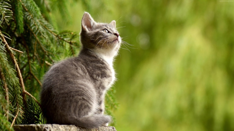 cat, 4K, 4K, kitten, cute