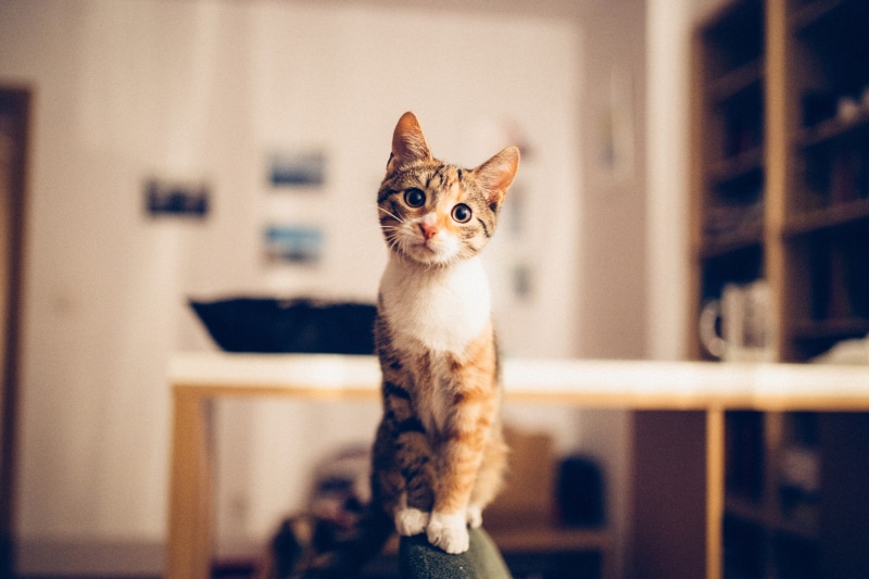 looking, sitting, no people, tabby, inside, cat inside, nature, domestic Cat, feline, animal themes, pets, cats, domestic, mammal, home interior, home