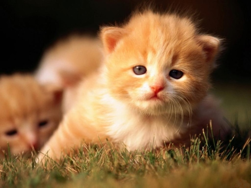 animal, cute, kitten, cat, hd, eyes, 480P, animals, kitties, red